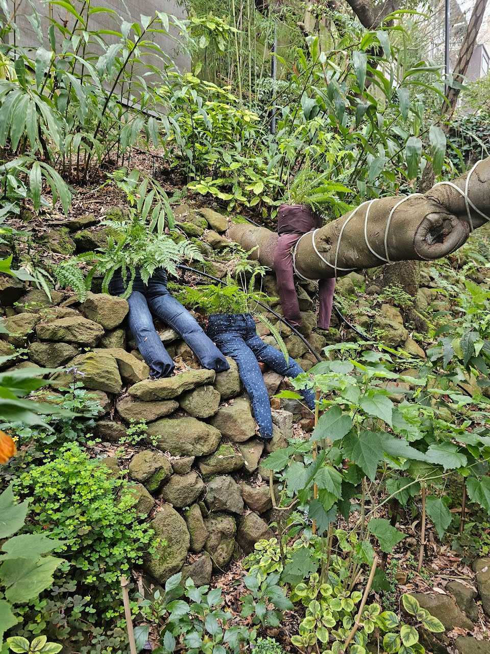 A collection of potted plants in jeans in a garden